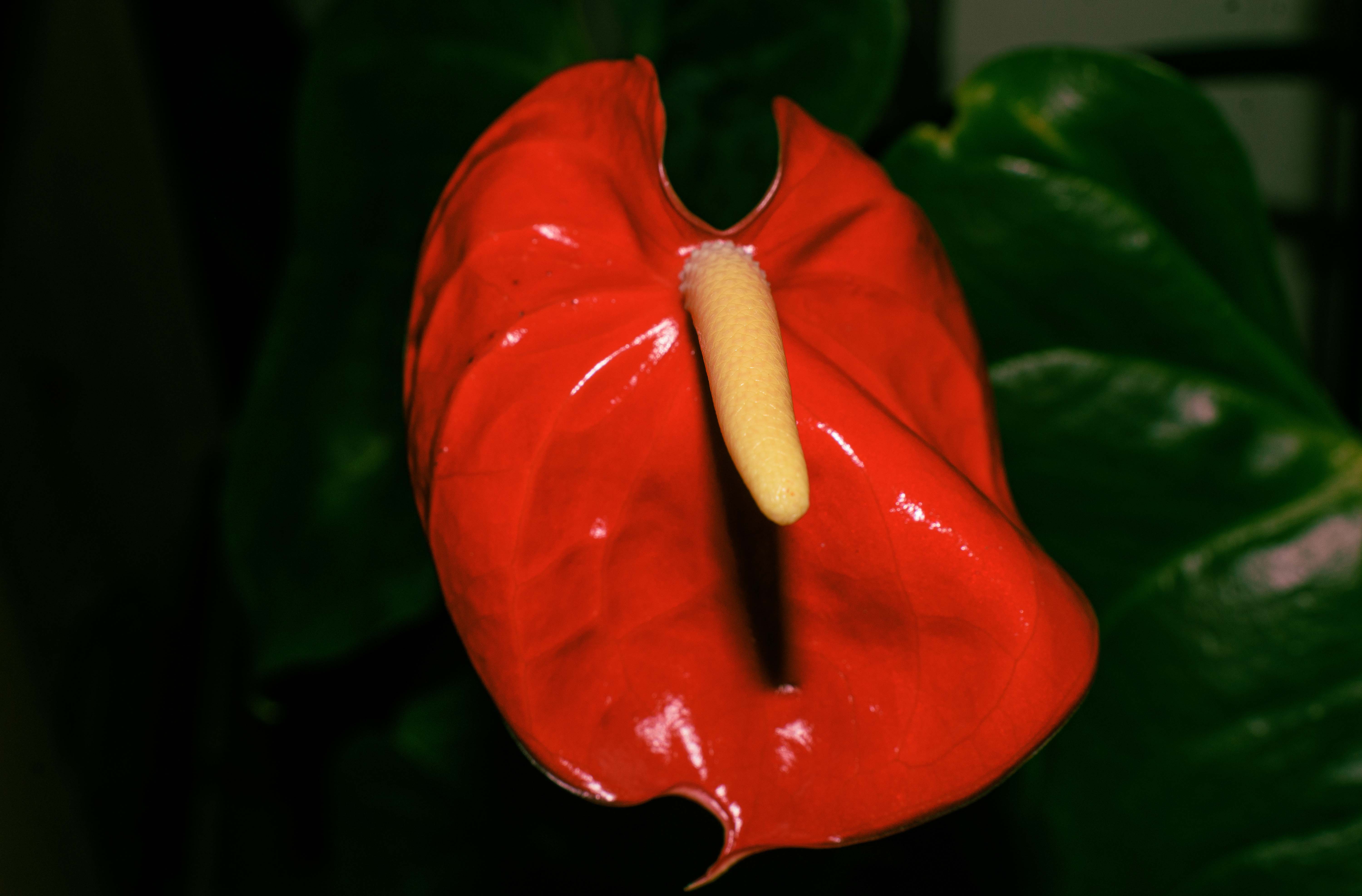 Red Bloom
