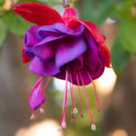 Fuchsia Opened blooming on a hanging plant with reds,, pinks, and purples.